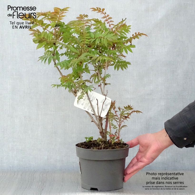 Sorbaria sorbifolia - Falsa spirea Vaso da 2L/3L esemplare consegnato in primavera