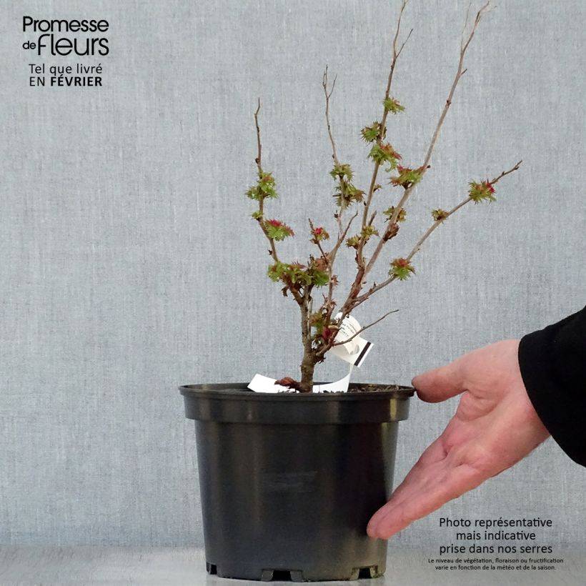 Sorbaria&#x20;sorbifolia&#x20;Pink&#x20;Hopi&#x20;Vaso&#x20;da&#x20;2L&#x2F;3L&#x20;esemplare&#x20;consegnato&#x20;in&#x20;inverno