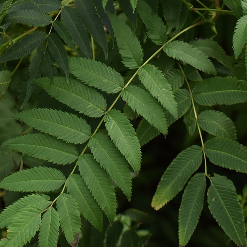 Sorbaria Stick & Feathers (Fogliame)