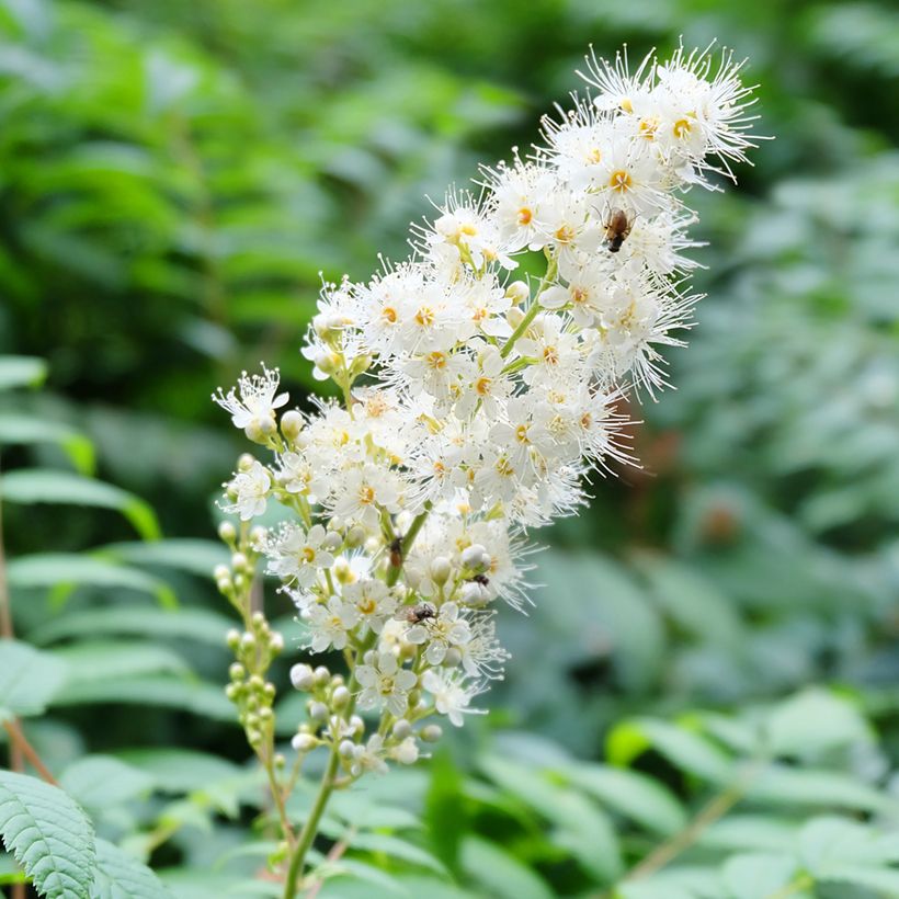 Sorbaria Stick & Feathers (Fioritura)