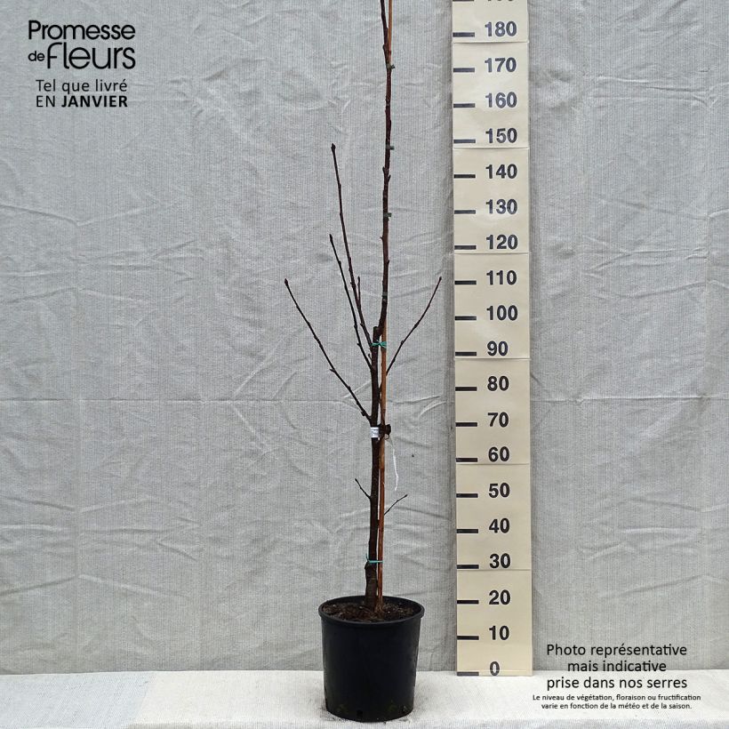 Sorbus intermedia Brouwers Vaso da 12L/15L esemplare consegnato in inverno