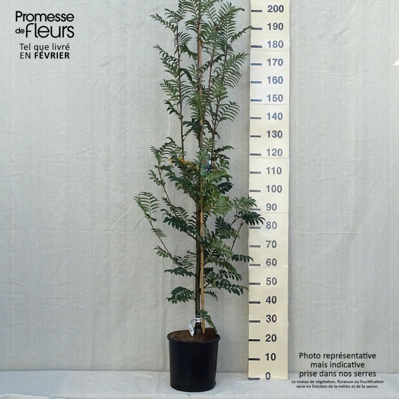 Esemplare di Sorbus aucuparia Sheerwater Seedling Vaso da 12L/15L come consegnato in autunno