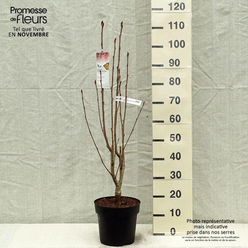 Esemplare di Sorbus aucuparia Autumn Spire Vaso da 4L/5L come consegnato in autunno
