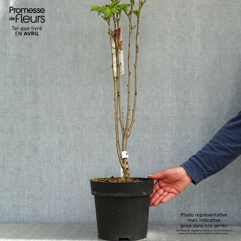 Sorbus aucuparia Autumn Spire Vaso da 4L/5L esemplare consegnato in primavera