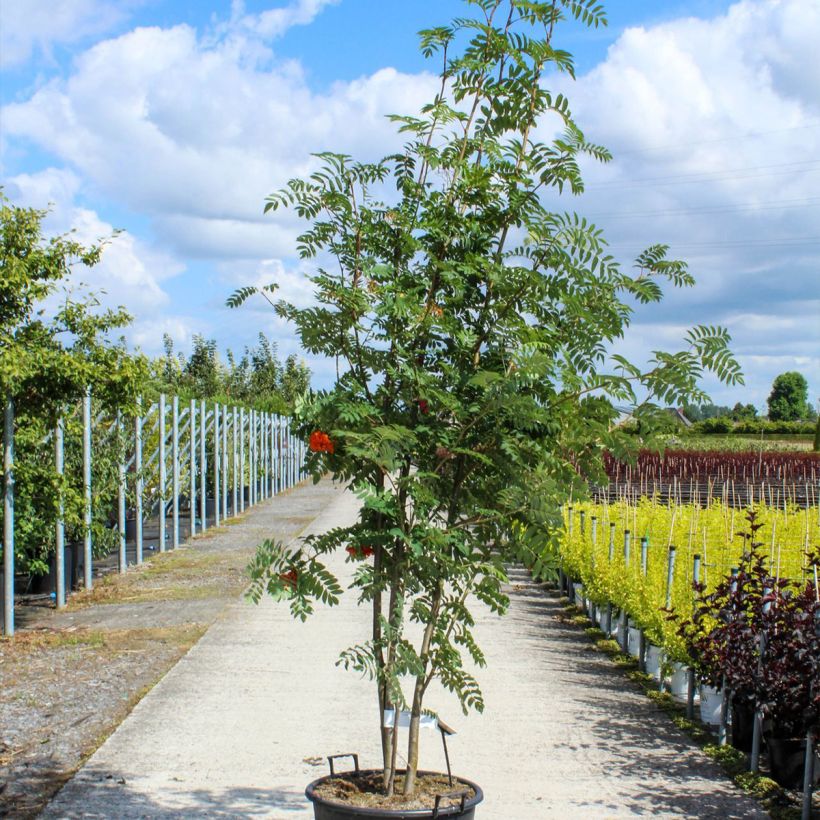 Sorbus aucuparia - Sorbo degli uccellatori Vaso da 70L/75L esemplare consegnato in primavera