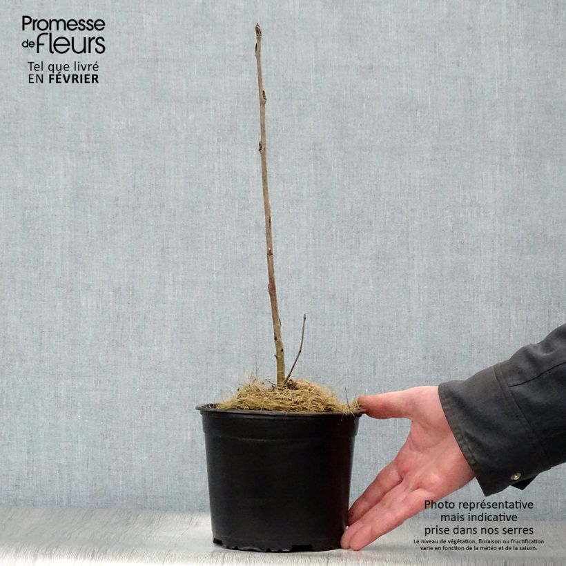 Sorbus aucuparia - Sorbo degli uccellatori Vaso da 2L/3L esemplare consegnato in inverno