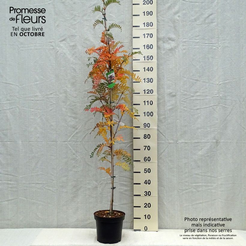 Esemplare di Sorbus scalaris Vaso da 7,5L/10L come consegnato in autunno