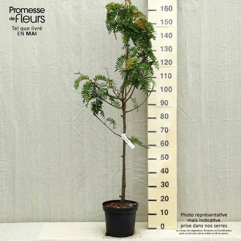 Sorbus scalaris Vaso da 7,5L/10L esemplare consegnato in primavera