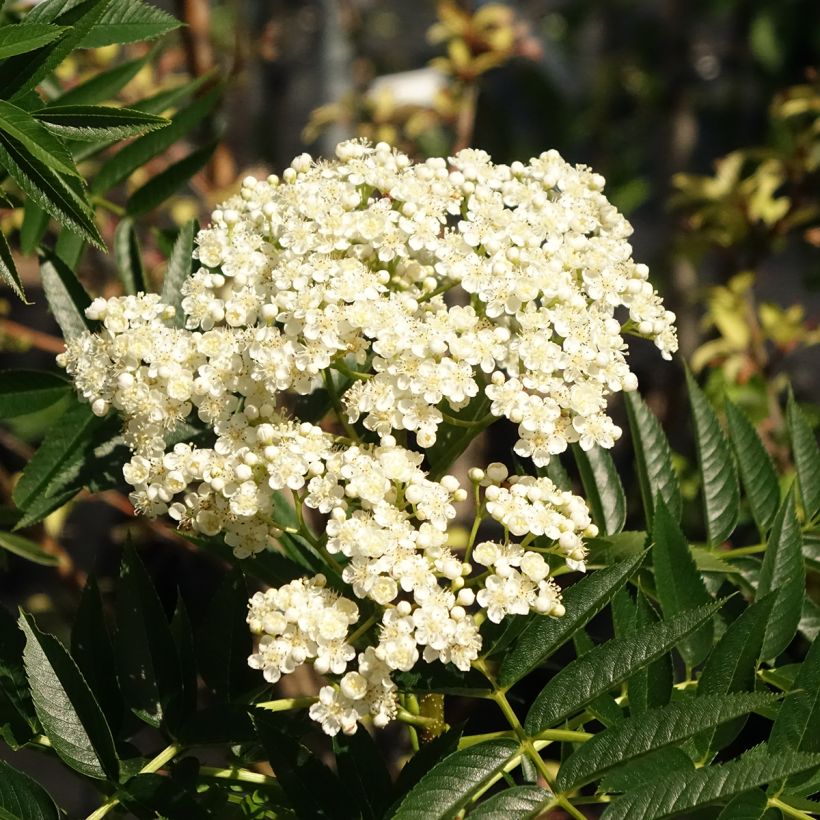 Sorbus wilfordii - Sorbo (Fioritura)