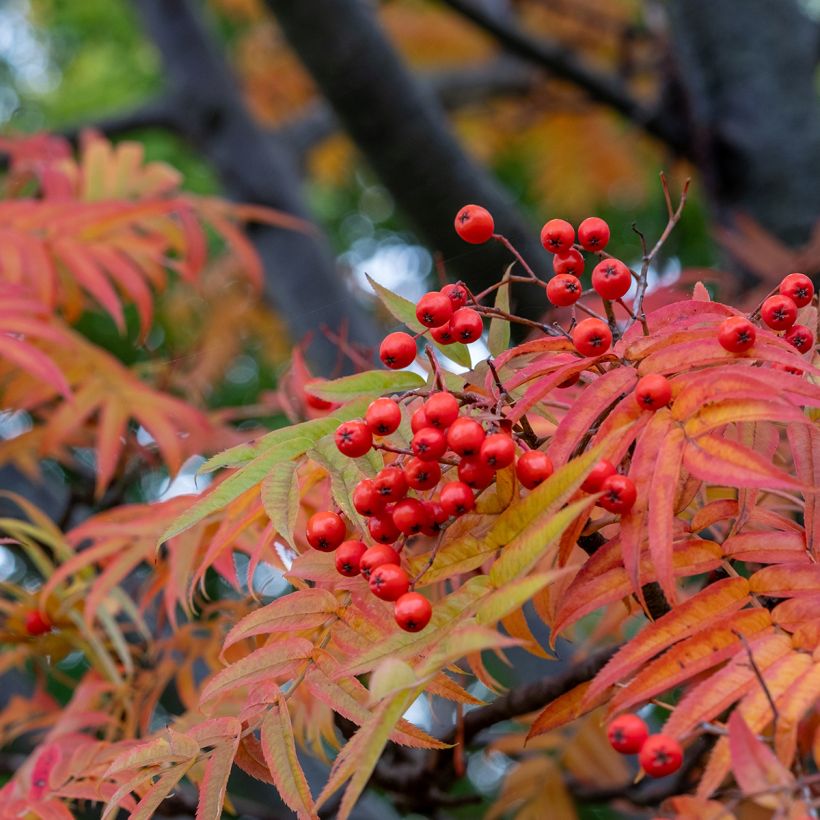 Sorbus wilfordii - Sorbo (Fogliame)