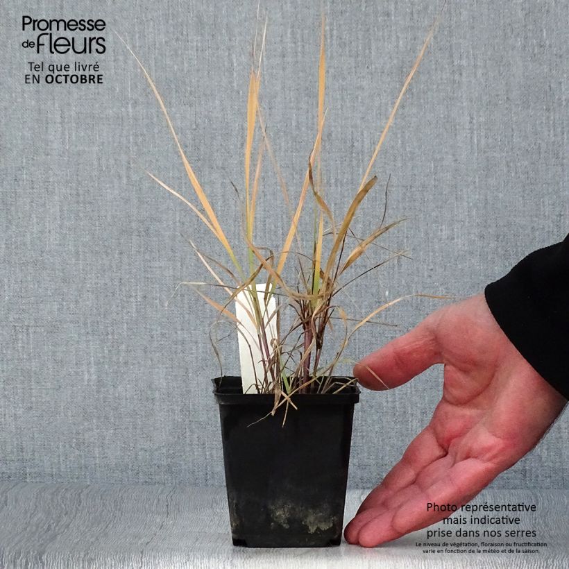 Esemplare di Sorghastrum nutans Vasetto da 8/9 cm come consegnato in autunno