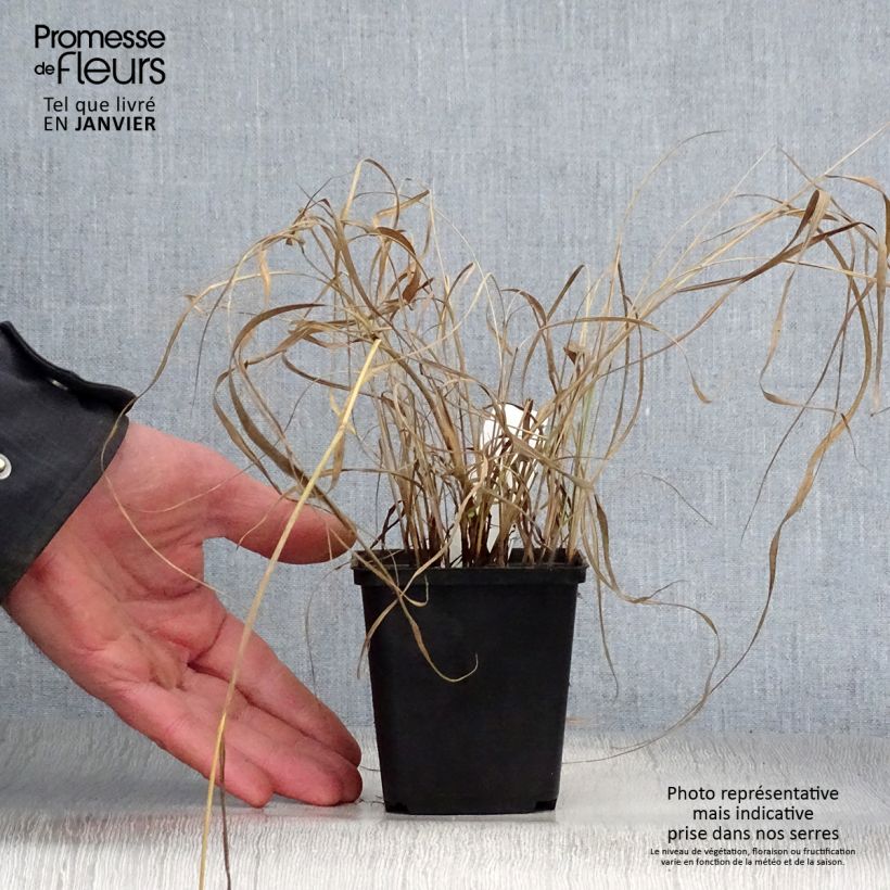 Sorghastrum nutans Vasetto da 8/9 cm esemplare consegnato in inverno