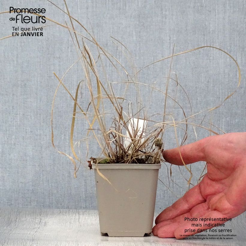 Sorghastrum nutans Sioux Blue Vasetto da 8/9 cm esemplare consegnato in inverno