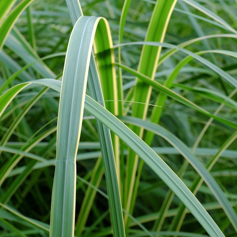 Spartina pectinata Aureomarginata (Fogliame)