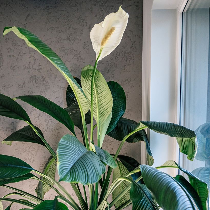 Spatifillo Sensation - Spathiphyllum  (Porto)