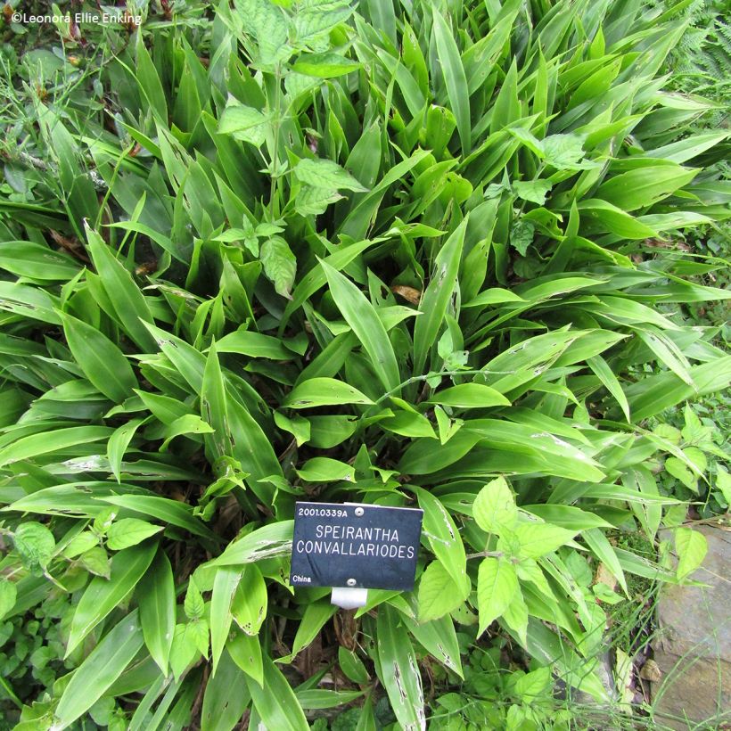 Speirantha convallarioides (Porto)