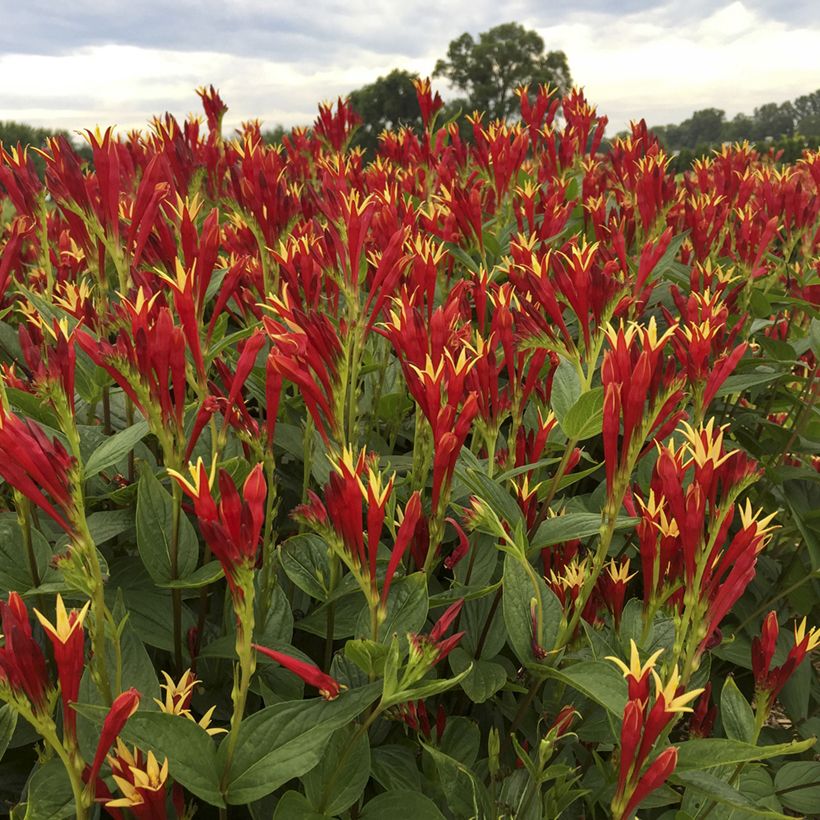 Spigelia marilandica Little Red Head (Fioritura)
