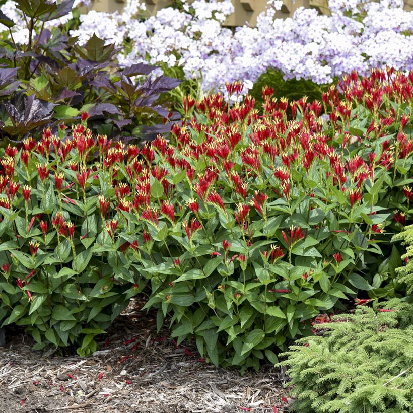 Spigelia marilandica Little Red Head (Porto)