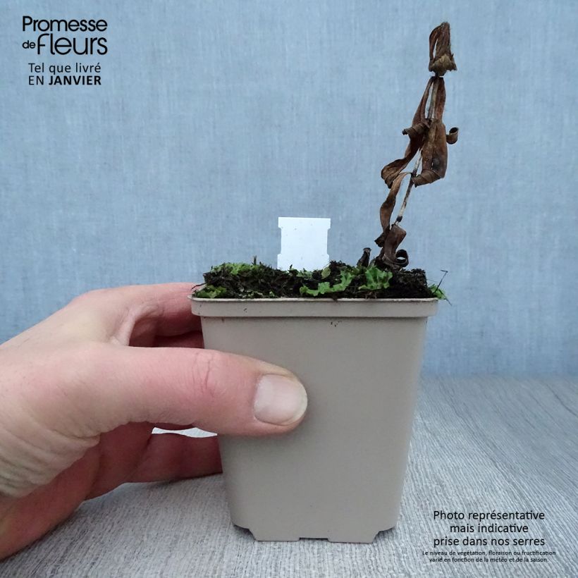 Spigelia marilandica Spigelia marilandica Vasetto da 8/9 cm esemplare consegnato in inverno