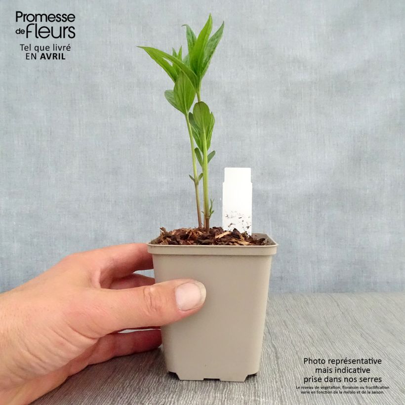 Spigelia marilandica Spigelia marilandica Vasetto da 8/9 cm esemplare consegnato in primavera