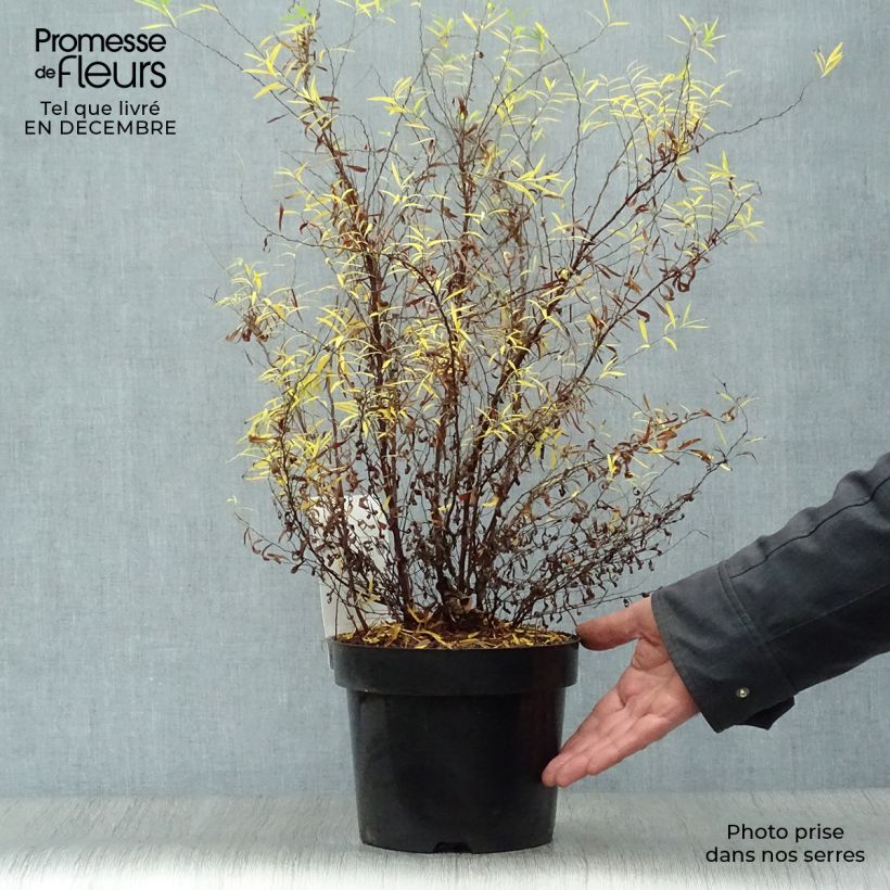 Spirea&#x20;thunbergii&#x20;Vaso&#x20;da&#x20;3L&#x2F;4L&#x20;esemplare&#x20;consegnato&#x20;in&#x20;inverno