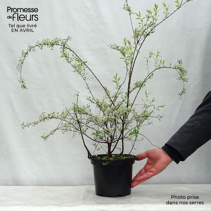 Spirea arguta Alba Vaso da 3L/4L esemplare consegnato in primavera