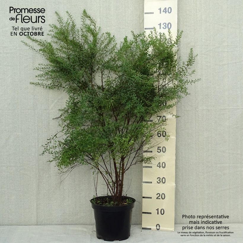 Esemplare di Spirea arguta Alba Vaso da 7,5L/10L come consegnato in autunno