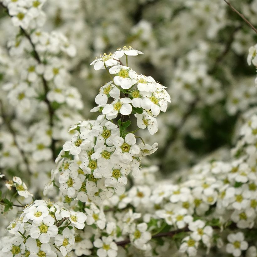 Spirea arguta Alba (Fioritura)