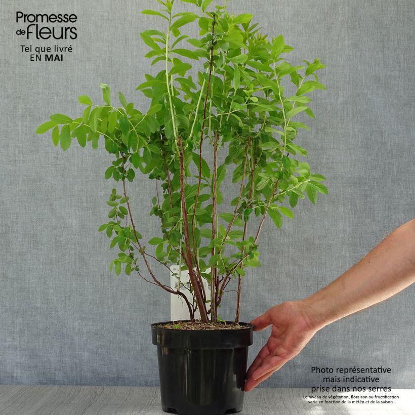 Spirea billiardii Vaso da 3L/4L esemplare consegnato in primavera