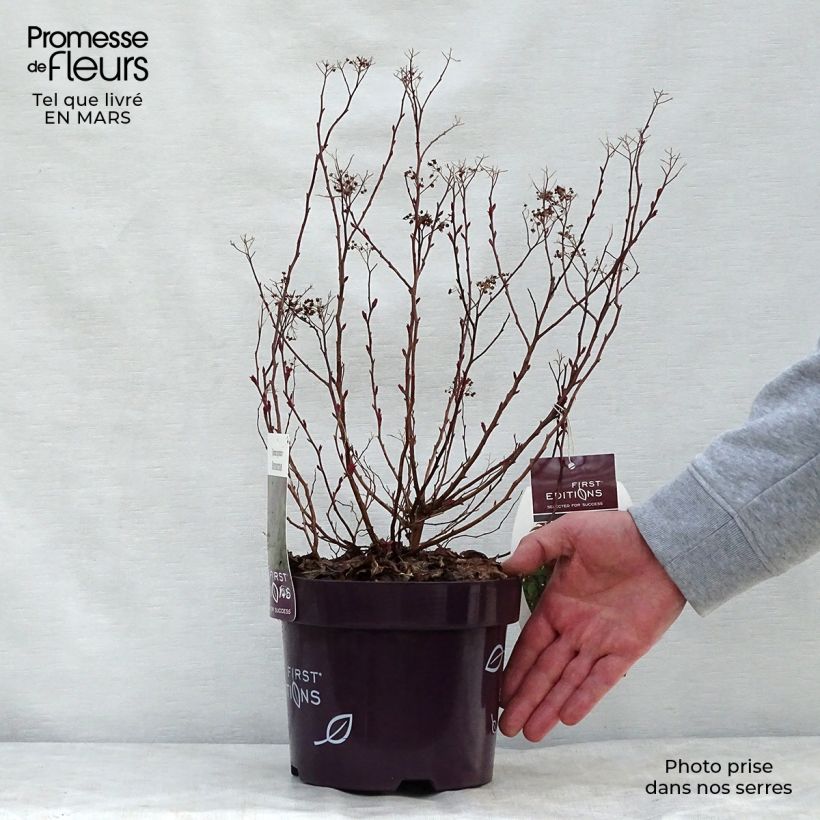 Spirea bumalda Superstar Vaso da 3L/4L esemplare consegnato in primavera