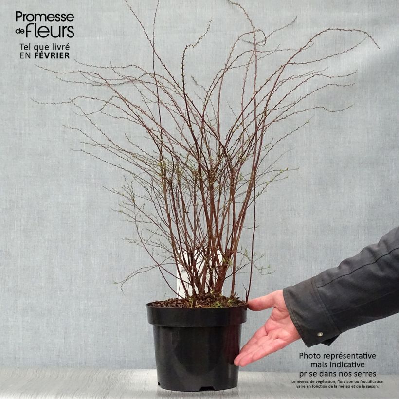 Spirea cinerea Grefsheim Vaso da 3L/4L esemplare consegnato in inverno