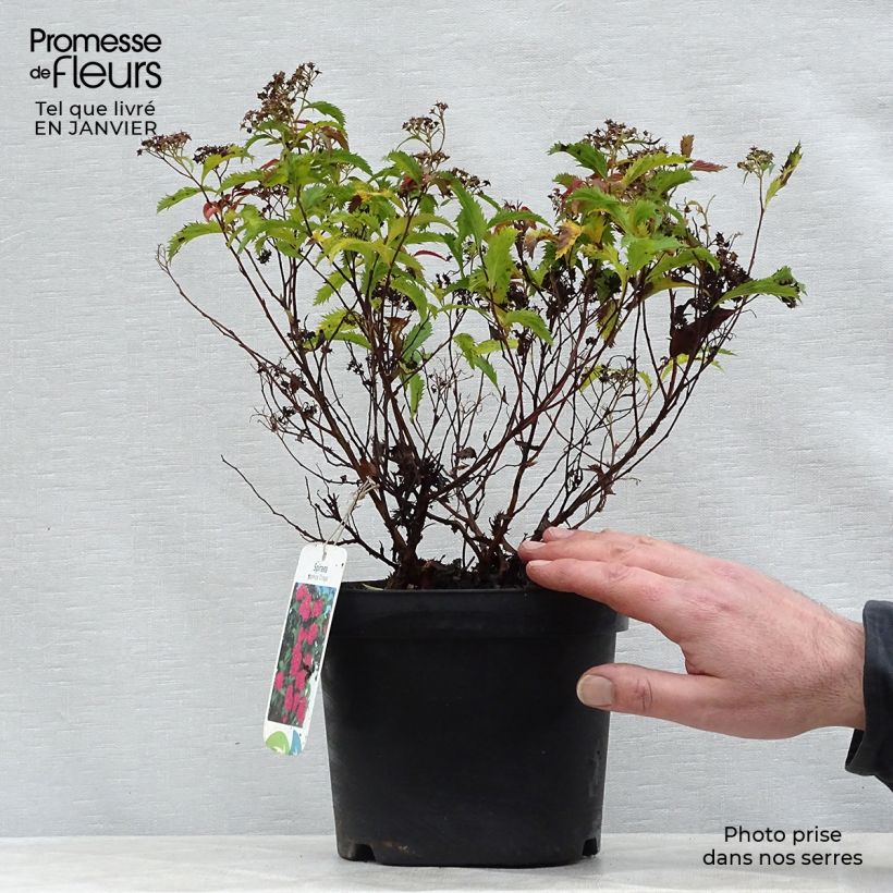 Spirea japonica Crispa - Spirea del Giappone Vaso da 1,5L/2L esemplare consegnato in inverno