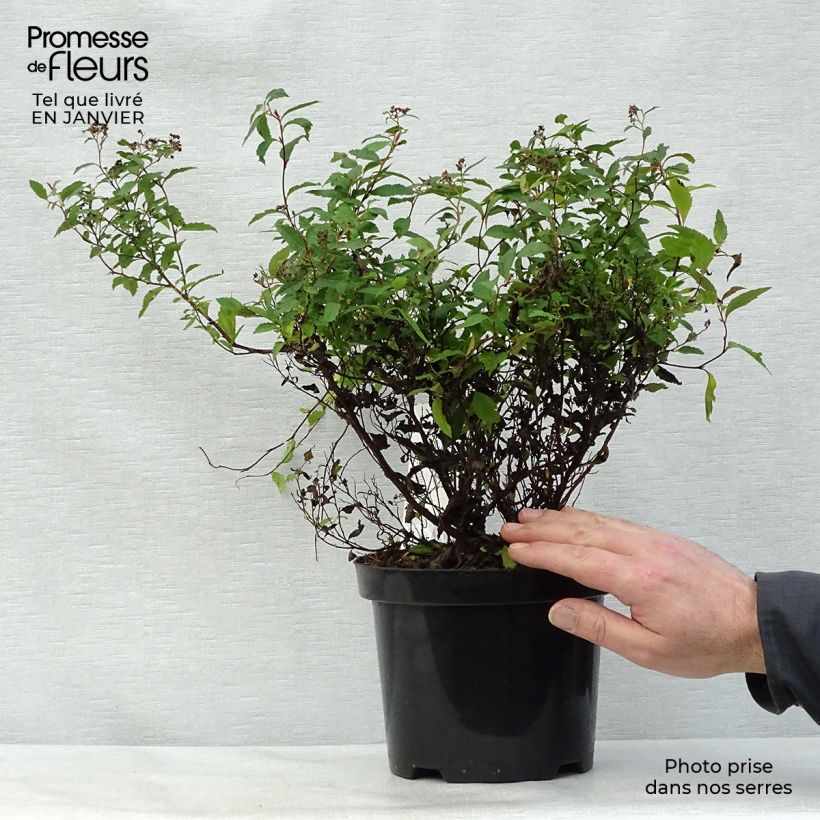 Spirea japonica Anthony Waterer - Spirea del Giappone Vaso da 3L/4L esemplare consegnato in inverno