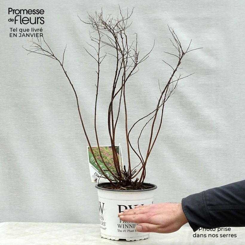 Spirea japonica Double Play Gold - Spirea del Giappone Vaso da 2L/3L esemplare consegnato in inverno