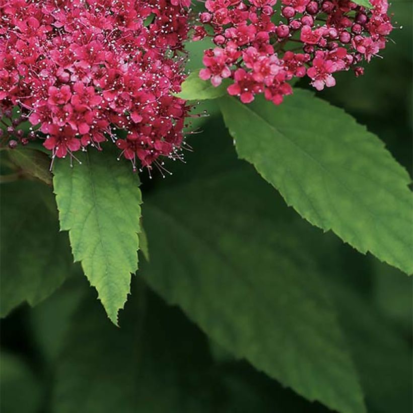 Spirea japonica Double Play Red - Spirea del Giappone (Fogliame)