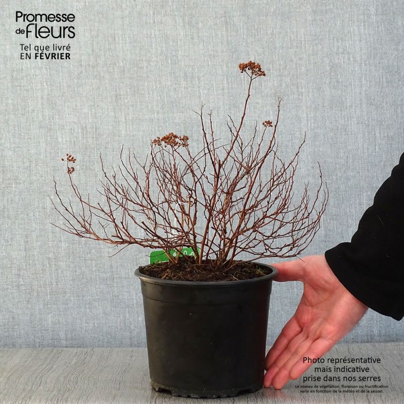 Spirea japonica Merlo Green - Spirea del Giappone Vaso da 2L/3L esemplare consegnato in inverno