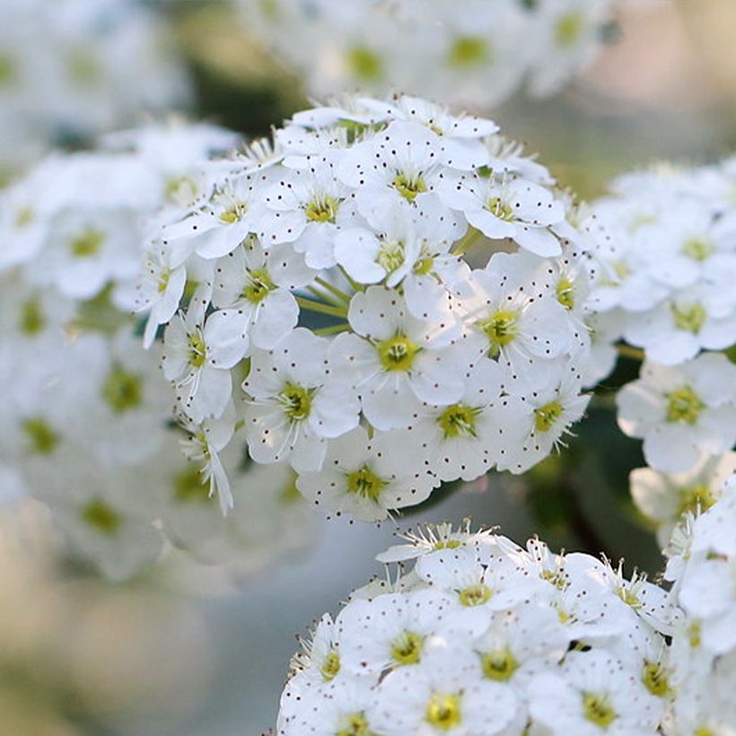 Spirea nipponica June Bride (Fioritura)