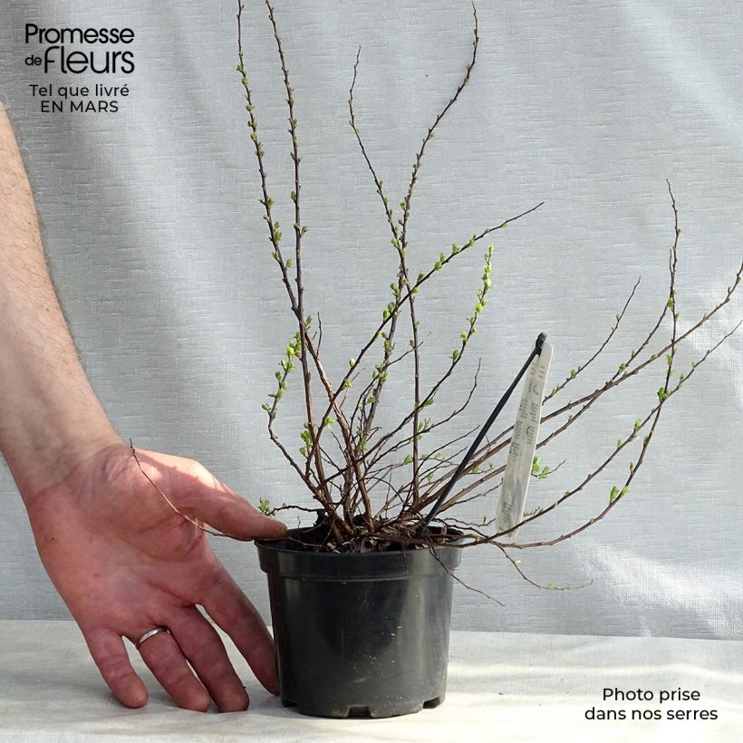 Spirea nipponica Snowmound Vaso da 1L/1,5L esemplare consegnato in inverno