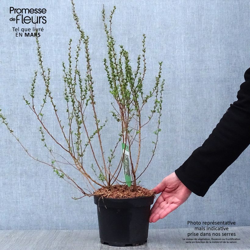 Spirea prunifolia Plena Vaso da 2L/3L esemplare consegnato in inverno