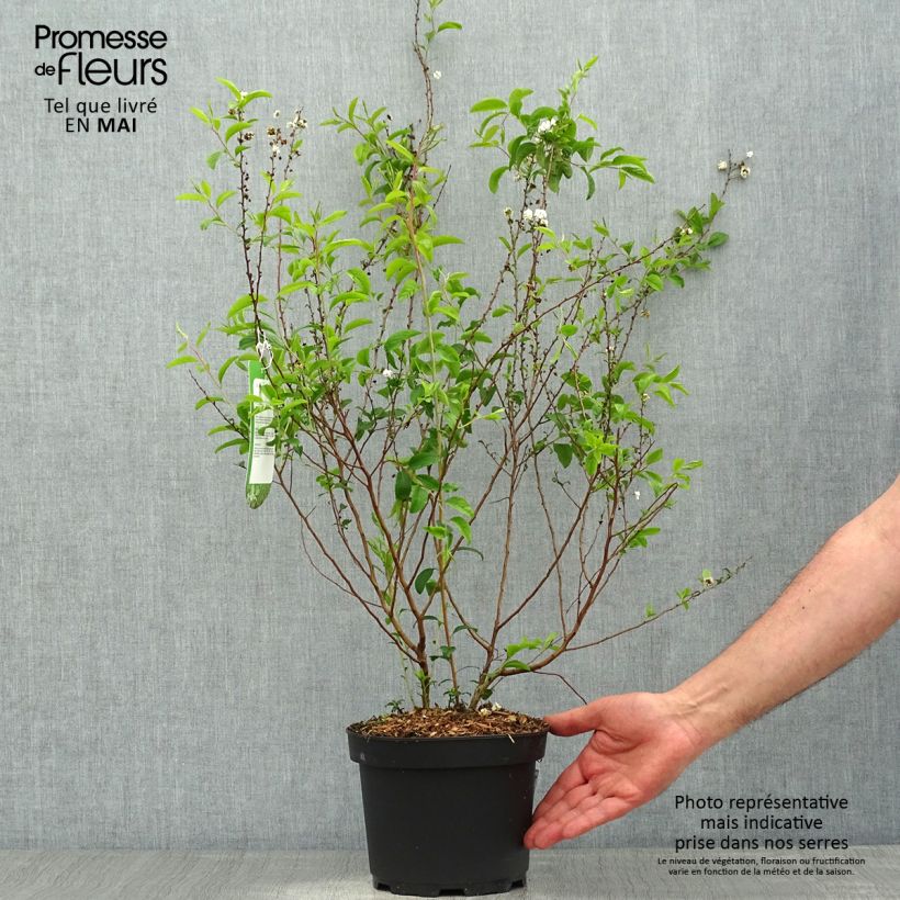 Spirea prunifolia Plena Vaso da 2L/3L esemplare consegnato in primavera