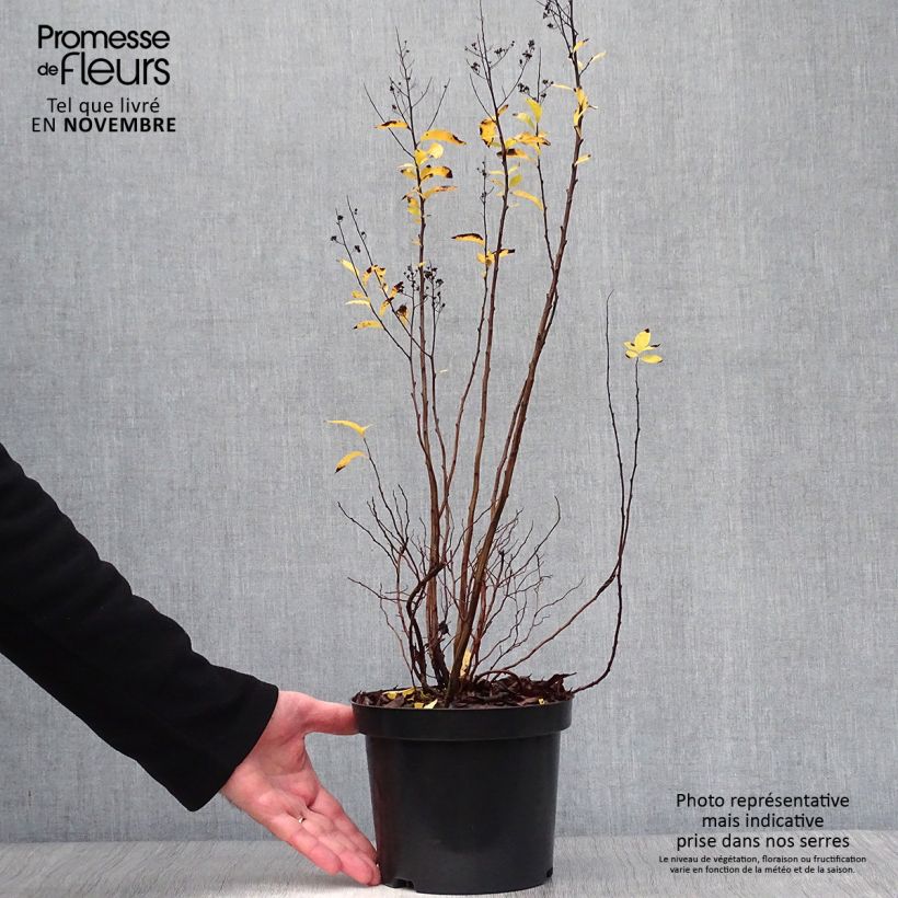Esemplare di Spirea prunifolia Vaso da 2L/3L come consegnato in autunno