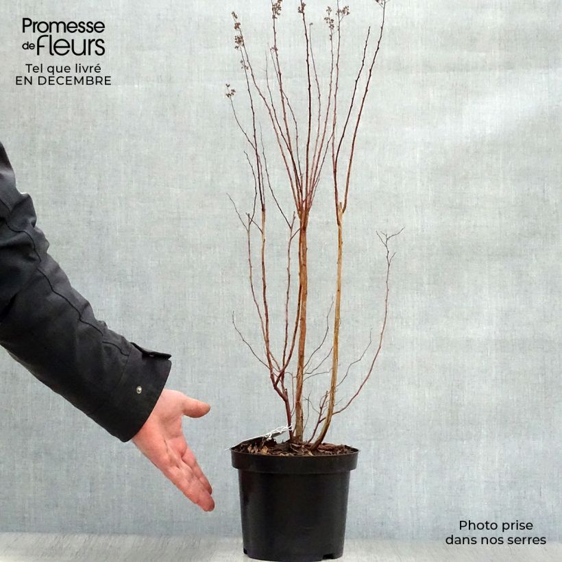 Spirea prunifolia Vaso da 2L/3L esemplare consegnato in inverno
