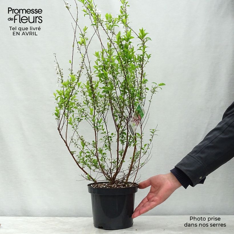 Spirea thunbergii Fujino Pink Vaso da 3L/4L esemplare consegnato in primavera