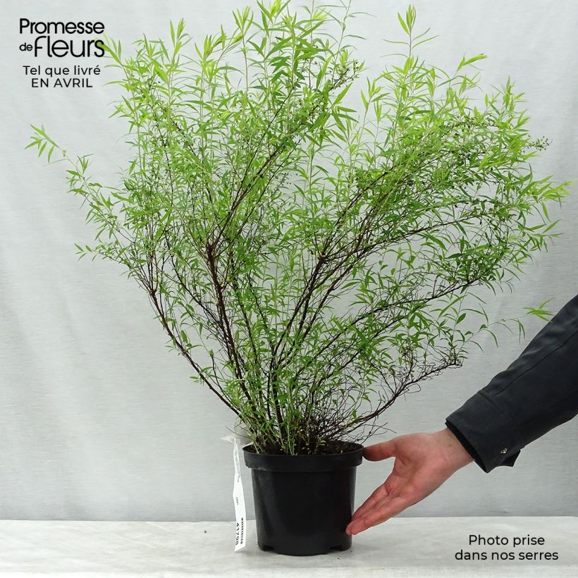 Spirea thunbergii Vaso da 3L/4L esemplare consegnato in primavera