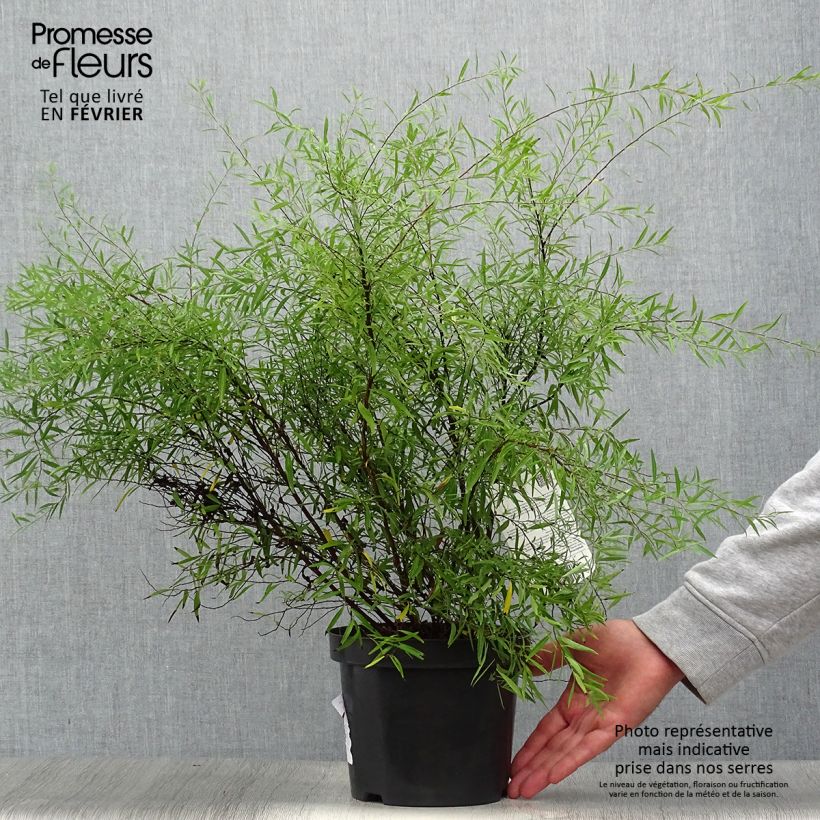 Esemplare di Spirea thunbergii Vaso da 3L/4L come consegnato in autunno