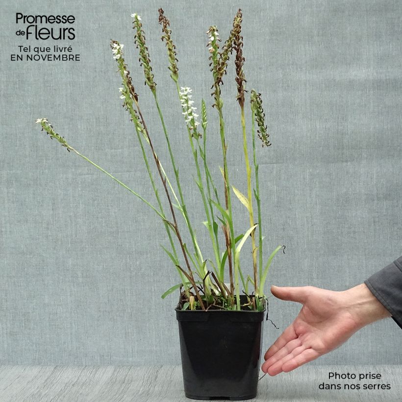 Esemplare di Spiranthes cernua var odorata Chadd's Ford Vaso da 2L/3L come consegnato in autunno