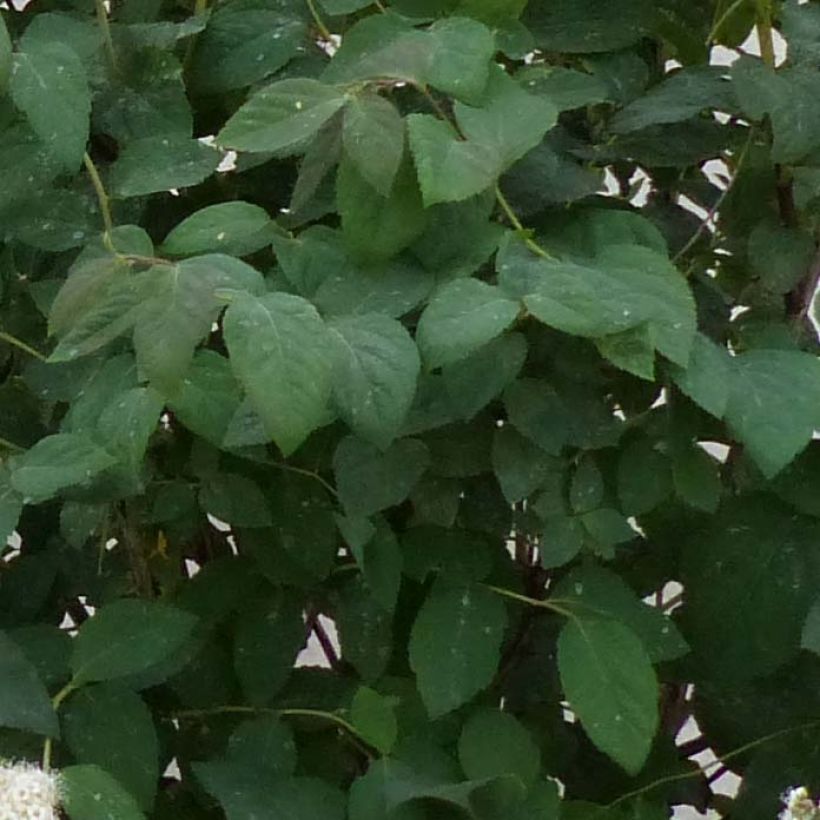 Spirea japonica Double Play Kazoo - Spirea del Giappone (Fogliame)