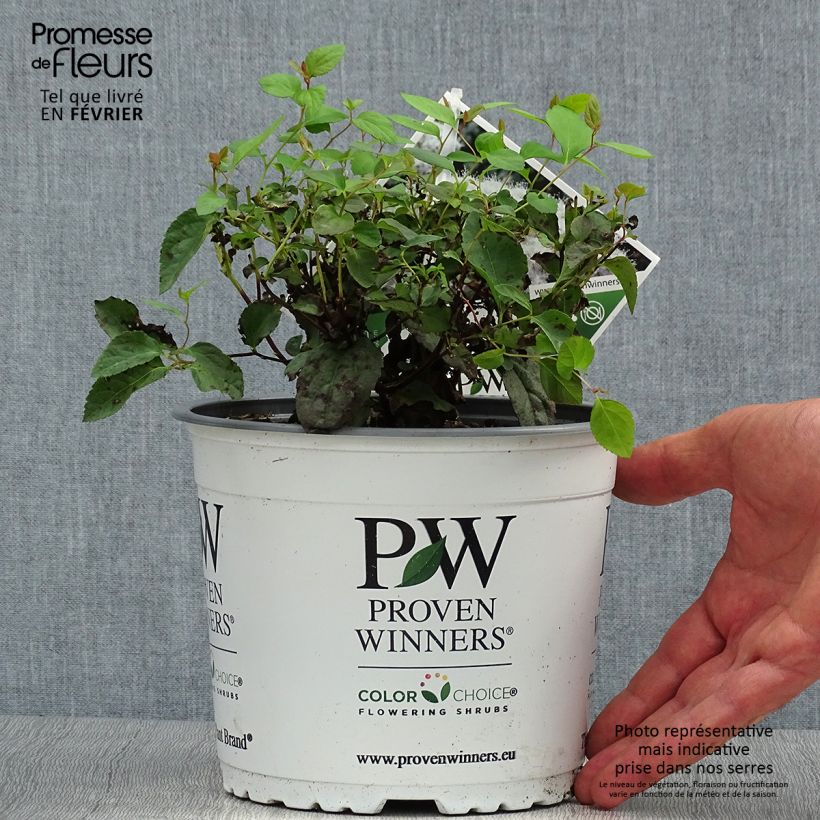 Esemplare di Spirea japonica Double Play Kazoo - Spirea del Giappone Vaso da 2L/3L come consegnato in autunno