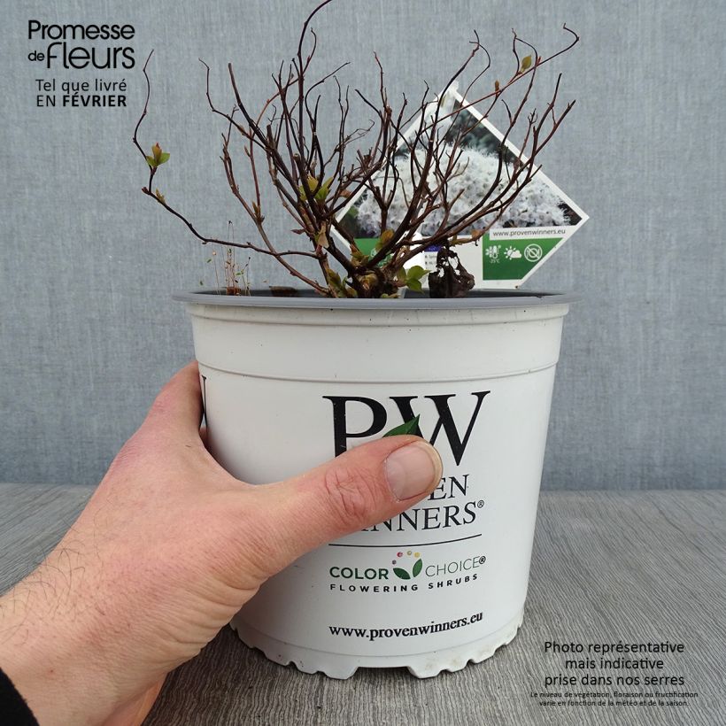 Spirea japonica Double Play Kazoo - Spirea del Giappone Vaso da 2L/3L esemplare consegnato in inverno