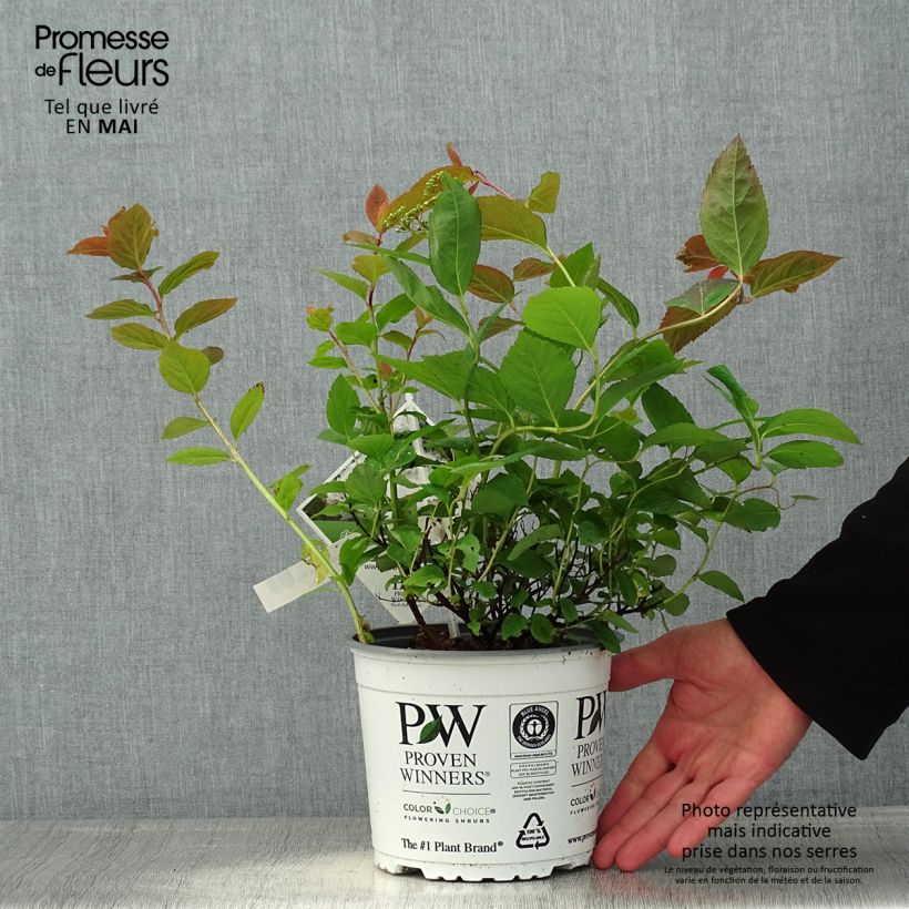 Spirea japonica Double Play Kazoo - Spirea del Giappone Vaso da 2L/3L esemplare consegnato in primavera